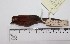  (Synallaxis rutilans - MUSM-Orn-10846)  @11 [ ] CreativeCommons - Attribution Non-Commercial Share-Alike (2017) Unspecified Universidad Nacional Mayor de San Marcos, Museo de Historia Natural