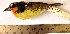  (Capito auratus - MUSM-Orn-11406)  @11 [ ] CreativeCommons - Attribution Non-Commercial Share-Alike (2017) Unspecified Universidad Nacional Mayor de San Marcos, Museo de Historia Natural