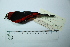  (Ramphocelus nigrogularis - MUSM-Orn-11471)  @11 [ ] CreativeCommons - Attribution Non-Commercial Share-Alike (2017) Unspecified Universidad Nacional Mayor de San Marcos, Museo de Historia Natural
