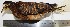  (Crypturellus bartletti - MUSM-Orn-11545)  @11 [ ] CreativeCommons - Attribution Non-Commercial Share-Alike (2017) Unspecified Universidad Nacional Mayor de San Marcos, Museo de Historia Natural