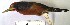  (Campephilus rubricollis - MUSM-Orn-11619)  @11 [ ] CreativeCommons - Attribution Non-Commercial Share-Alike (2017) Unspecified Universidad Nacional Mayor de San Marcos, Museo de Historia Natural