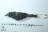  ( - MUSM-Orn-11688)  @11 [ ] CreativeCommons - Attribution Non-Commercial Share-Alike (2017) Unspecified Universidad Nacional Mayor de San Marcos, Museo de Historia Natural