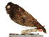  (Megascops ingens - MUSM-Orn-12332)  @11 [ ] CreativeCommons - Attribution Non-Commercial Share-Alike (2017) Unspecified Universidad Nacional Mayor de San Marcos, Museo de Historia Natural