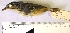  ( - MUSM-Orn-12439)  @11 [ ] CreativeCommons - Attribution Non-Commercial Share-Alike (2017) Unspecified Universidad Nacional Mayor de San Marcos, Museo de Historia Natural