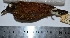  ( - MUSM-Orn-12480)  @11 [ ] CreativeCommons - Attribution Non-Commercial Share-Alike (2017) Unspecified Universidad Nacional Mayor de San Marcos, Museo de Historia Natural