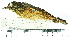 ( - MUSM-Orn-13638)  @11 [ ] CreativeCommons - Attribution Non-Commercial Share-Alike (2017) Unspecified Universidad Nacional Mayor de San Marcos, Museo de Historia Natural