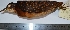  (Crypturellus variegatus - MUSM-Orn-14498)  @11 [ ] CreativeCommons - Attribution Non-Commercial Share-Alike (2017) Unspecified Universidad Nacional Mayor de San Marcos, Museo de Historia Natural
