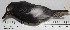  ( - MUSM-Orn-14724)  @11 [ ] CreativeCommons - Attribution Non-Commercial Share-Alike (2017) Unspecified Universidad Nacional Mayor de San Marcos, Museo de Historia Natural