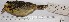  (Hypocnemis hypoxantha - MUSM-Orn-14727)  @11 [ ] CreativeCommons - Attribution Non-Commercial Share-Alike (2017) Unspecified Universidad Nacional Mayor de San Marcos, Museo de Historia Natural