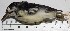  (Myrmotherula ignota - MUSM-Orn-14732)  @11 [ ] CreativeCommons - Attribution Non-Commercial Share-Alike (2017) Unspecified Universidad Nacional Mayor de San Marcos, Museo de Historia Natural
