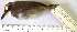  (Myrmoborus leucophrys - MUSM-Orn-14749)  @11 [ ] CreativeCommons - Attribution Non-Commercial Share-Alike (2017) Unspecified Universidad Nacional Mayor de San Marcos, Museo de Historia Natural
