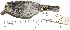  ( - MUSM-Orn-14768)  @11 [ ] CreativeCommons - Attribution Non-Commercial Share-Alike (2017) Unspecified Universidad Nacional Mayor de San Marcos, Museo de Historia Natural