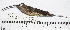  ( - MUSM-Orn-14777)  @11 [ ] CreativeCommons - Attribution Non-Commercial Share-Alike (2017) Unspecified Universidad Nacional Mayor de San Marcos, Museo de Historia Natural
