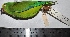  ( - MUSM-Orn-14903)  @11 [ ] CreativeCommons - Attribution Non-Commercial Share-Alike (2017) Unspecified Universidad Nacional Mayor de San Marcos, Museo de Historia Natural