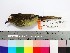  (Ramphotrigon fuscicauda - MUSM-Orn-15376)  @11 [ ] CreativeCommons - Attribution Non-Commercial Share-Alike (2017) Unspecified Universidad Nacional Mayor de San Marcos, Museo de Historia Natural