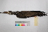  ( - MUSM-Orn-15386)  @11 [ ] CreativeCommons - Attribution Non-Commercial Share-Alike (2017) Unspecified Universidad Nacional Mayor de San Marcos, Museo de Historia Natural