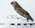  ( - MUSM-Orn-15881)  @11 [ ] CreativeCommons - Attribution Non-Commercial Share-Alike (2017) Unspecified Universidad Nacional Mayor de San Marcos, Museo de Historia Natural