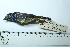  (Tangara mexicana - MUSM-Orn-15928)  @11 [ ] CreativeCommons - Attribution Non-Commercial Share-Alike (2017) Unspecified Universidad Nacional Mayor de San Marcos, Museo de Historia Natural