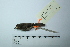  ( - MUSM-Orn-16044)  @11 [ ] CreativeCommons - Attribution Non-Commercial Share-Alike (2017) Unspecified Universidad Nacional Mayor de San Marcos, Museo de Historia Natural
