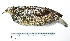  ( - MUSM-Orn-16748)  @11 [ ] CreativeCommons - Attribution Non-Commercial Share-Alike (2017) Unspecified Universidad Nacional Mayor de San Marcos, Museo de Historia Natural