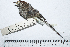  ( - MUSM-Orn-16781)  @11 [ ] CreativeCommons - Attribution Non-Commercial Share-Alike (2017) Unspecified Universidad Nacional Mayor de San Marcos, Museo de Historia Natural