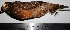  (Odontophorus - MUSM-Orn-17444)  @11 [ ] CreativeCommons - Attribution Non-Commercial Share-Alike (2017) Unspecified Universidad Nacional Mayor de San Marcos, Museo de Historia Natural