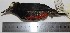  ( - MUSM-Orn-17506)  @11 [ ] CreativeCommons - Attribution Non-Commercial Share-Alike (2017) Unspecified Universidad Nacional Mayor de San Marcos, Museo de Historia Natural