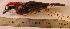  (Capito - MUSM-Orn-17572)  @11 [ ] CreativeCommons - Attribution Non-Commercial Share-Alike (2017) Unspecified Universidad Nacional Mayor de San Marcos, Museo de Historia Natural