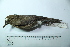  (Turdus lawrencii - MUSM-Orn-17662)  @11 [ ] CreativeCommons - Attribution Non-Commercial Share-Alike (2017) Unspecified Universidad Nacional Mayor de San Marcos, Museo de Historia Natural