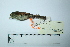  (Myiophobus roraimae - MUSM-Orn-17803)  @11 [ ] CreativeCommons - Attribution Non-Commercial Share-Alike (2017) Unspecified Universidad Nacional Mayor de San Marcos, Museo de Historia Natural