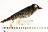  (Pachyramphus minor - MUSM-Orn-17825)  @11 [ ] CreativeCommons - Attribution Non-Commercial Share-Alike (2017) Unspecified Universidad Nacional Mayor de San Marcos, Museo de Historia Natural