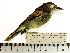  (Pachyramphus marginatus - MUSM-Orn-17826)  @11 [ ] CreativeCommons - Attribution Non-Commercial Share-Alike (2017) Unspecified Universidad Nacional Mayor de San Marcos, Museo de Historia Natural