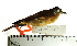  ( - MUSM-Orn-17827)  @11 [ ] CreativeCommons - Attribution Non-Commercial Share-Alike (2017) Unspecified Universidad Nacional Mayor de San Marcos, Museo de Historia Natural