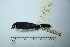  (Paroaria gularis - MUSM-Orn-17828)  @11 [ ] CreativeCommons - Attribution Non-Commercial Share-Alike (2017) Unspecified Universidad Nacional Mayor de San Marcos, Museo de Historia Natural