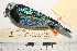  (Tangara nigrocincta - MUSM-Orn-17853)  @11 [ ] CreativeCommons - Attribution Non-Commercial Share-Alike (2017) Unspecified Universidad Nacional Mayor de San Marcos, Museo de Historia Natural