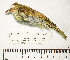  (Hemithraupis - MUSM-Orn-17867)  @11 [ ] CreativeCommons - Attribution Non-Commercial Share-Alike (2017) Unspecified Universidad Nacional Mayor de San Marcos, Museo de Historia Natural