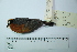  (Hemispingus rufosuperciliaris - MUSM-Orn-18260)  @11 [ ] CreativeCommons - Attribution Non-Commercial Share-Alike (2017) Unspecified Universidad Nacional Mayor de San Marcos, Museo de Historia Natural