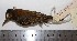  (Veniliornis nigriceps - MUSM-Orn-18428)  @11 [ ] CreativeCommons - Attribution Non-Commercial Share-Alike (2017) Unspecified Universidad Nacional Mayor de San Marcos, Museo de Historia Natural