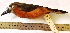  (Hapaloptila - MUSM-Orn-18486)  @11 [ ] CreativeCommons - Attribution Non-Commercial Share-Alike (2017) Unspecified Universidad Nacional Mayor de San Marcos, Museo de Historia Natural