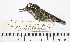  ( - MUSM-Orn-18564)  @11 [ ] CreativeCommons - Attribution Non-Commercial Share-Alike (2017) Unspecified Universidad Nacional Mayor de San Marcos, Museo de Historia Natural