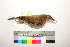  (Turdus sanchezorum - MUSM-Orn-18638)  @11 [ ] CreativeCommons - Attribution Non-Commercial Share-Alike (2017) Unspecified Universidad Nacional Mayor de San Marcos, Museo de Historia Natural