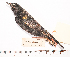  ( - MUSM-Orn-18817)  @11 [ ] CreativeCommons - Attribution Non-Commercial Share-Alike (2017) Unspecified Universidad Nacional Mayor de San Marcos, Museo de Historia Natural