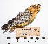  (Sicalis uropigyalis - MUSM-Orn-18880)  @11 [ ] CreativeCommons - Attribution Non-Commercial Share-Alike (2017) Unspecified Universidad Nacional Mayor de San Marcos, Museo de Historia Natural