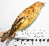  (Sicalis lutea - MUSM-Orn-18912)  @11 [ ] CreativeCommons - Attribution Non-Commercial Share-Alike (2017) Unspecified Universidad Nacional Mayor de San Marcos, Museo de Historia Natural