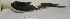  (Elanoides - MUSM-Orn-19234)  @11 [ ] CreativeCommons - Attribution Non-Commercial Share-Alike (2017) Unspecified Universidad Nacional Mayor de San Marcos, Museo de Historia Natural