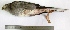  ( - MUSM-Orn-19243)  @11 [ ] CreativeCommons - Attribution Non-Commercial Share-Alike (2017) Unspecified Universidad Nacional Mayor de San Marcos, Museo de Historia Natural