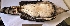  (Harpia - MUSM-Orn-19266)  @11 [ ] CreativeCommons - Attribution Non-Commercial Share-Alike (2017) Unspecified Universidad Nacional Mayor de San Marcos, Museo de Historia Natural