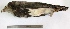  ( - MUSM-Orn-19316)  @11 [ ] CreativeCommons - Attribution Non-Commercial Share-Alike (2017) Unspecified Universidad Nacional Mayor de San Marcos, Museo de Historia Natural