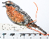  (Poospiza rubecula - MUSM-Orn-19659)  @11 [ ] CreativeCommons - Attribution Non-Commercial Share-Alike (2017) Unspecified Universidad Nacional Mayor de San Marcos, Museo de Historia Natural