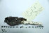  (Hemispingus verticalis - MUSM-Orn-19683)  @11 [ ] CreativeCommons - Attribution Non-Commercial Share-Alike (2017) Unspecified Universidad Nacional Mayor de San Marcos, Museo de Historia Natural